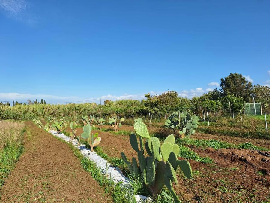 F6GeODr6_ΦΡΑΓΚΟΣΥΚΑ (1).jpg